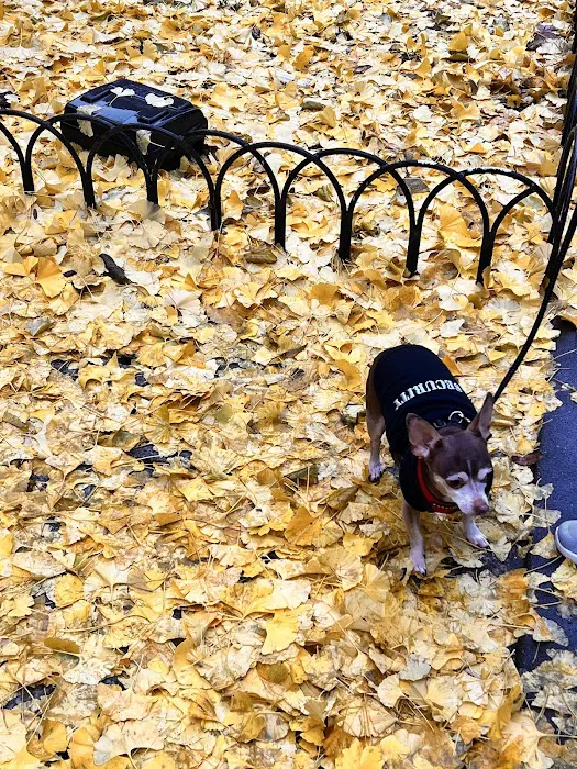 Madison Bagel & Grill Picture 8