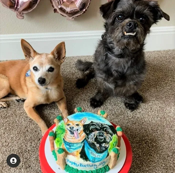 Dog Cakes for Dogs Picture 2