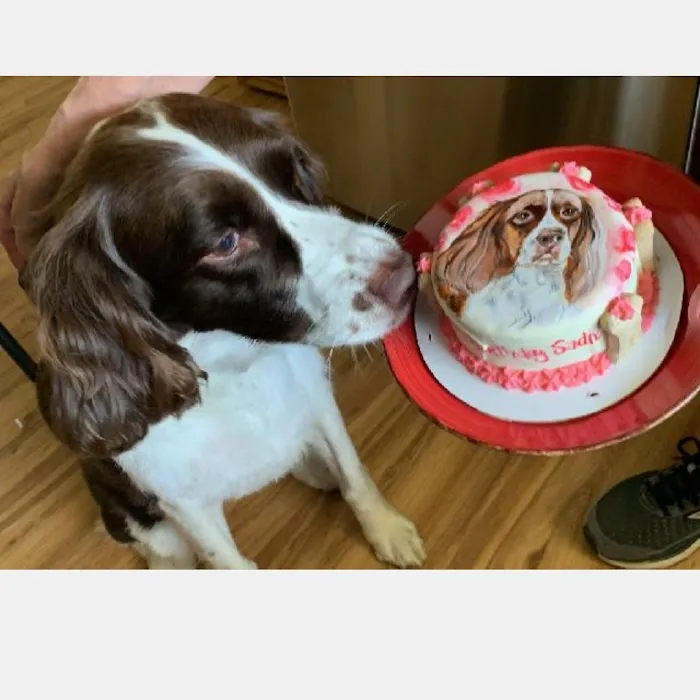 Dog Cakes for Dogs Picture 6