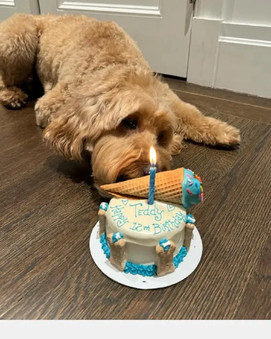 Dog Cakes for Dogs Picture 4