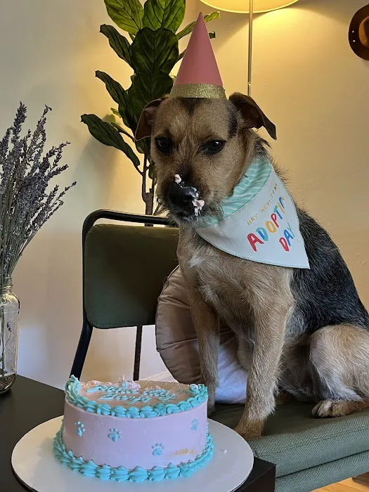 Milky's Pawfections Pet Cakes Picture 5