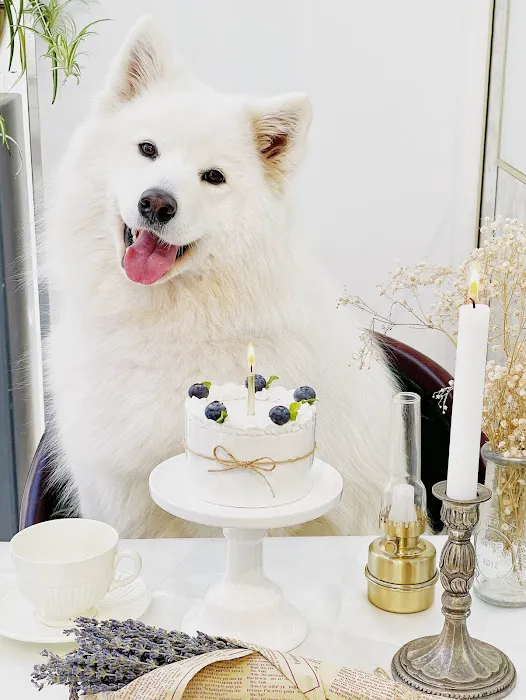 Milky's Pawfections Pet Cakes Picture 6