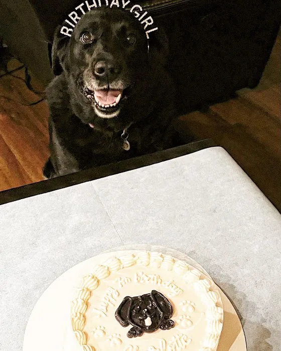 Milky's Pawfections Pet Cakes Picture 10