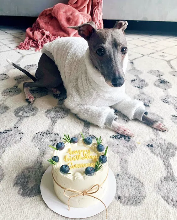 Milky's Pawfections Pet Cakes Picture 9
