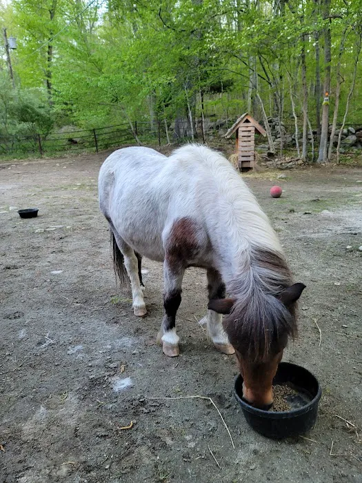 Wild Briars Farm & Mico Bakery Picture 9