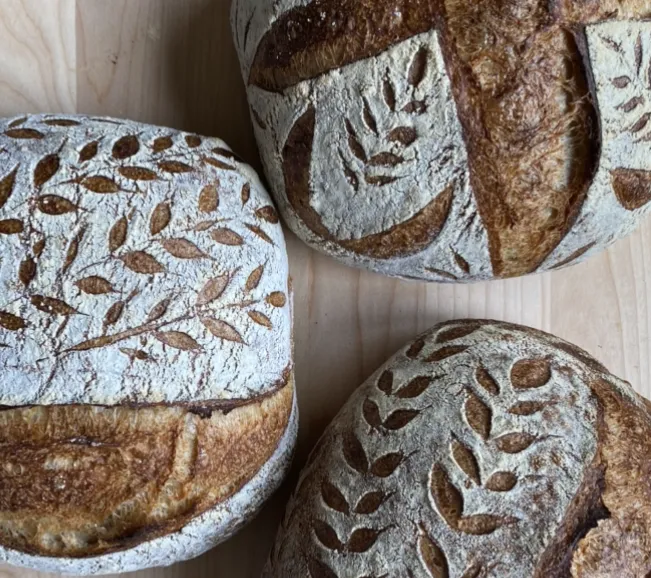 Sourdough Vinca Picture 1