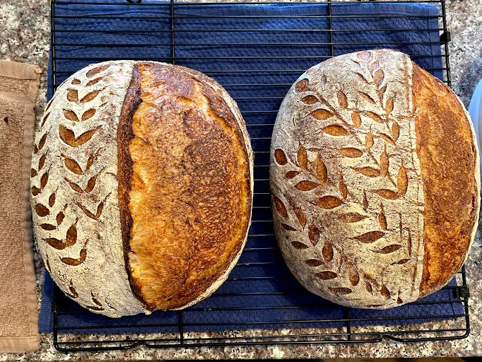 Sourdough Vinca Picture 3