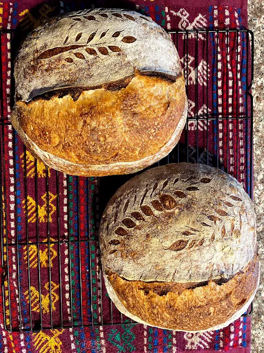 Sourdough Vinca Picture 6