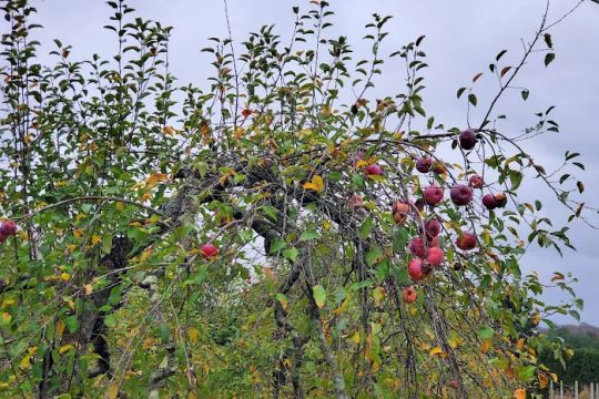 Phantom Farms