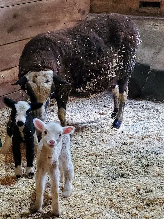 Maple Lane Farm Picture 2