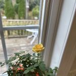 Perennial Delights