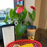Café El Parce