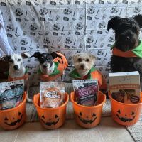 Lazy Dog Cookie Co ico