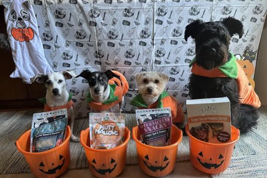 Lazy Dog Cookie Co