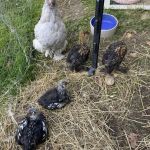 Flappy Feet Farm