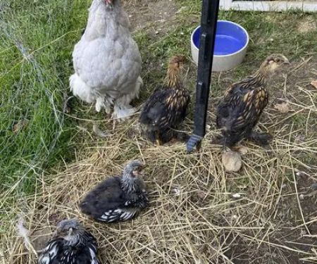 Flappy Feet Farm