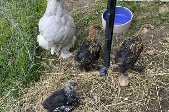 Flappy Feet Farm