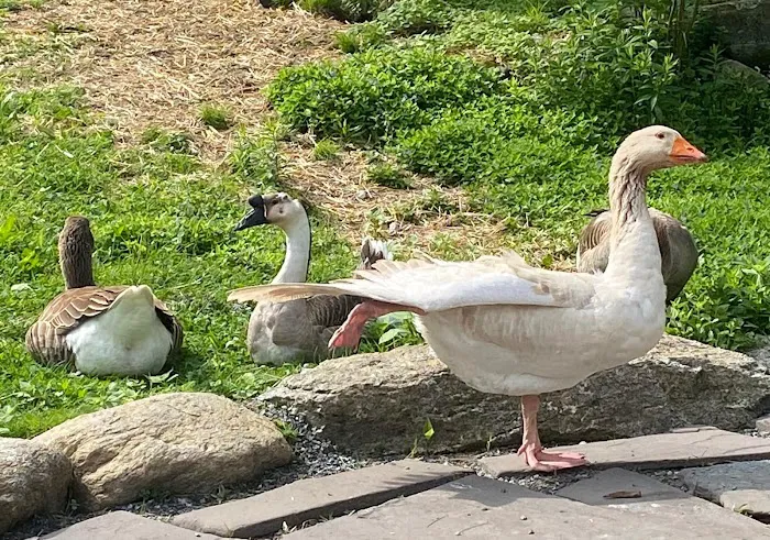 Flappy Feet Farm Picture 3