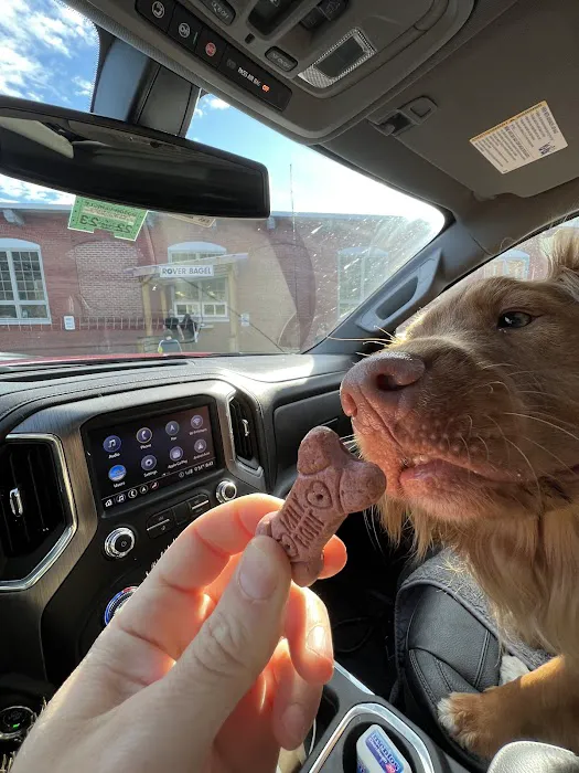 Rover Bagel Picture 1