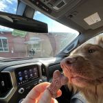 Rover Bagel