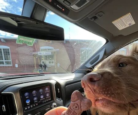 Rover Bagel