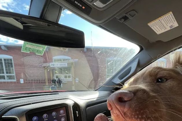 Rover Bagel