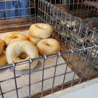 Union Bagel Company ico