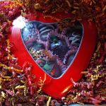 Crazy Over You Cakes