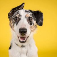 Lucky Dog Bakery ico