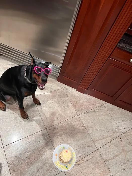 Dogs, Cakes & Paws Picture 7