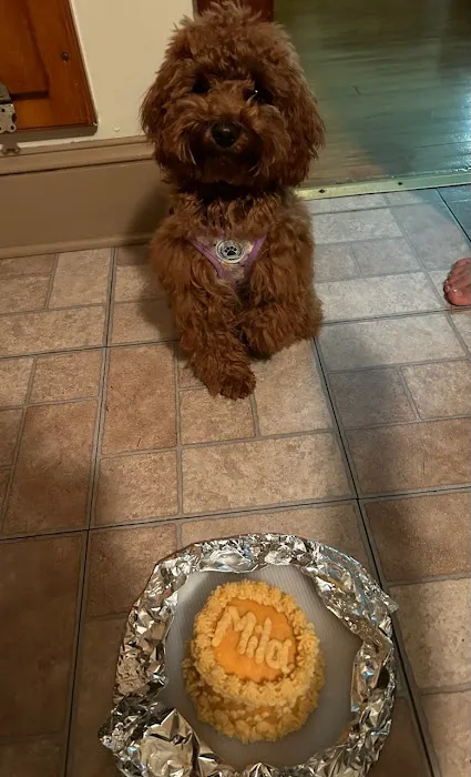 Dogs, Cakes & Paws Picture 3