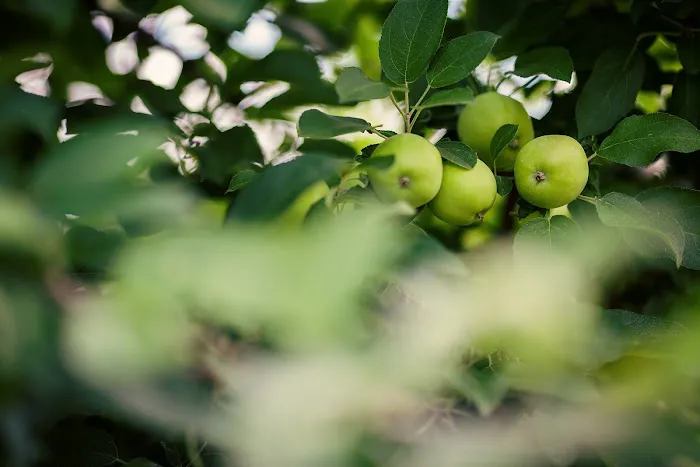 Tom Dooley Apple Orchard Picture 9
