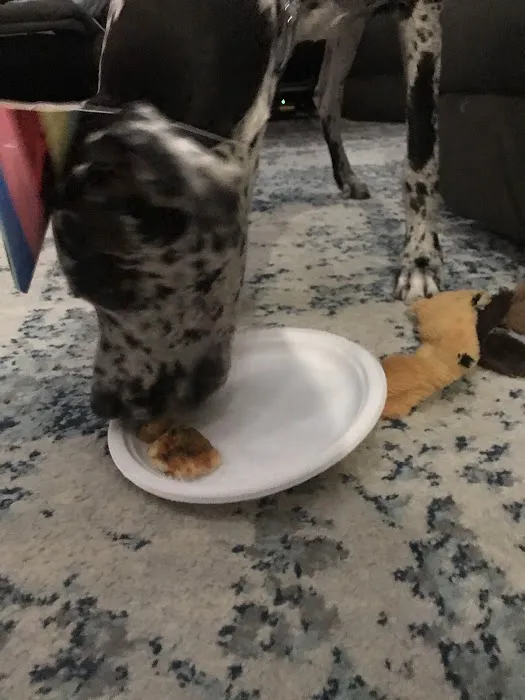 Paws & Purrs Pet Bakery Picture 4