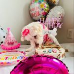 B & J's Pampered Pup Bakery