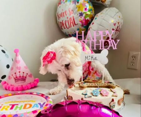 B & J's Pampered Pup Bakery
