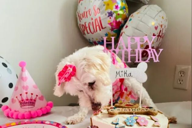 B & J's Pampered Pup Bakery