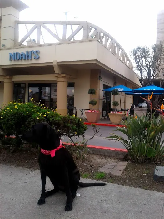 Noah's NY Bagels Picture 3