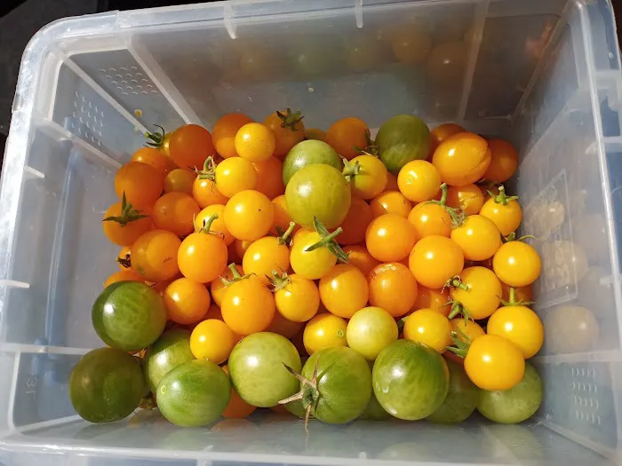 Foraged Food Picture 9