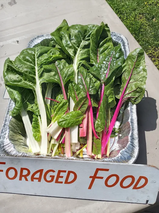 Foraged Food Picture 7