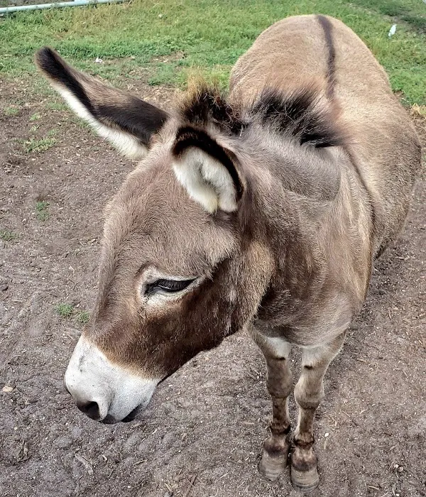 Emery's Farm Picture 7