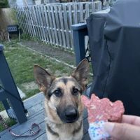 Taste of Comfort - Natural Organic Doggie Treats ico