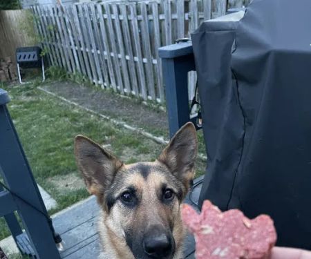 Taste of Comfort - Natural Organic Doggie Treats