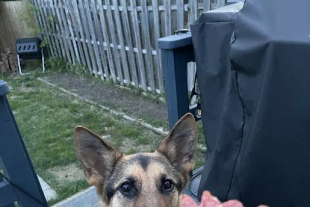 Taste of Comfort - Natural Organic Doggie Treats