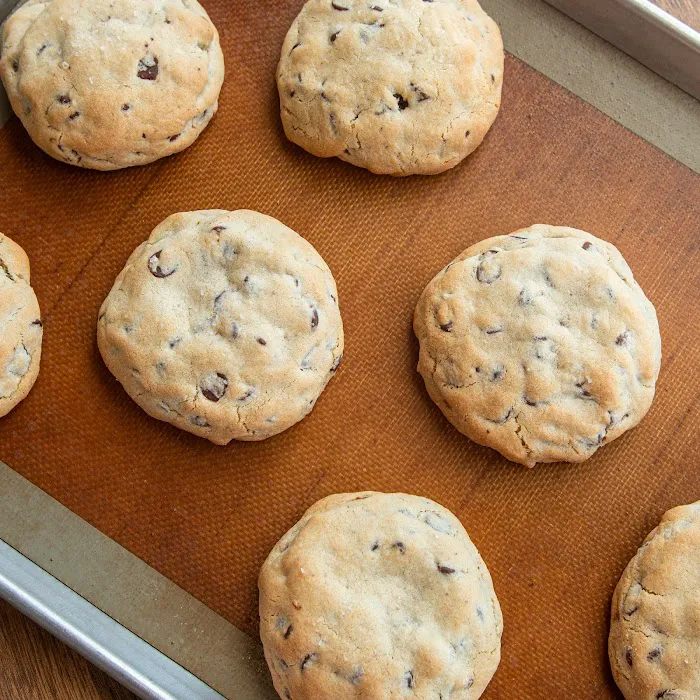 Cookie Lab OC Picture 8