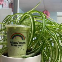 Rainbow Donuts ico