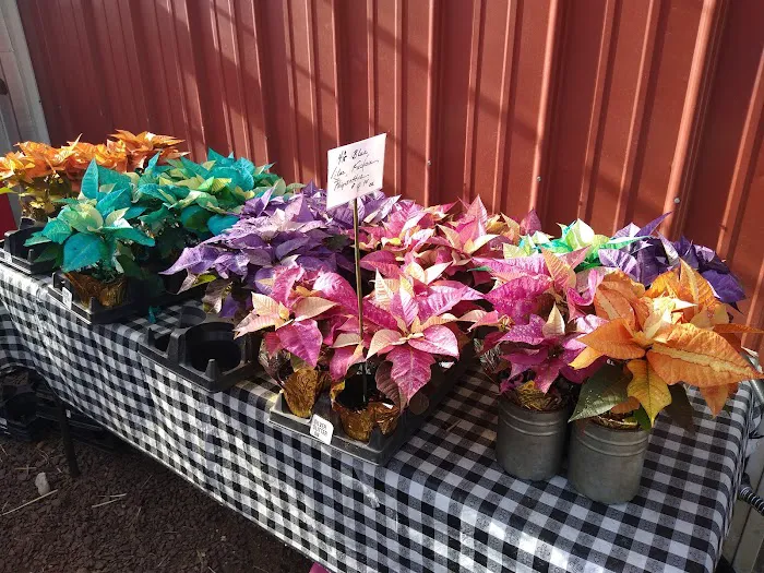 Zimmerman's Country Market Picture 4
