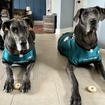 K-9 Kakes