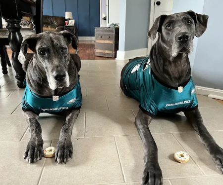 K-9 Kakes