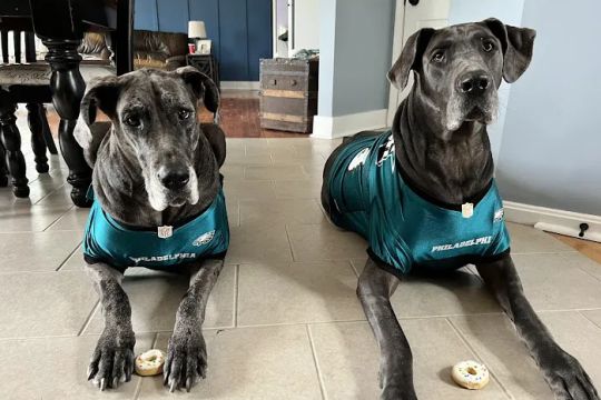 K-9 Kakes