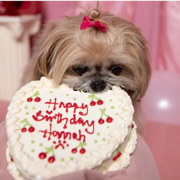 Frost Paws Dog Bakery Picture 5